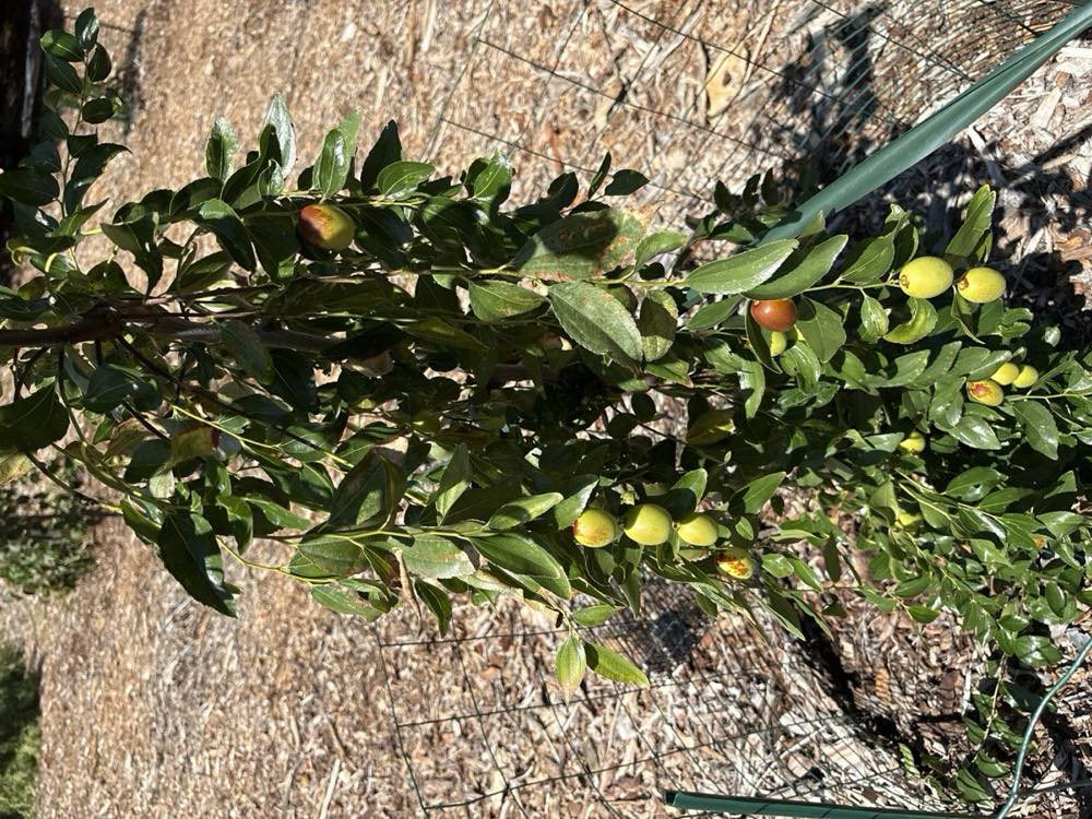 PV-grown Shanxi Li Jujube