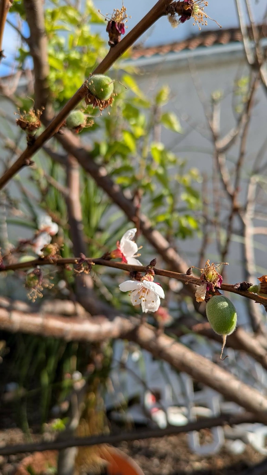 Baby Stone Fruit