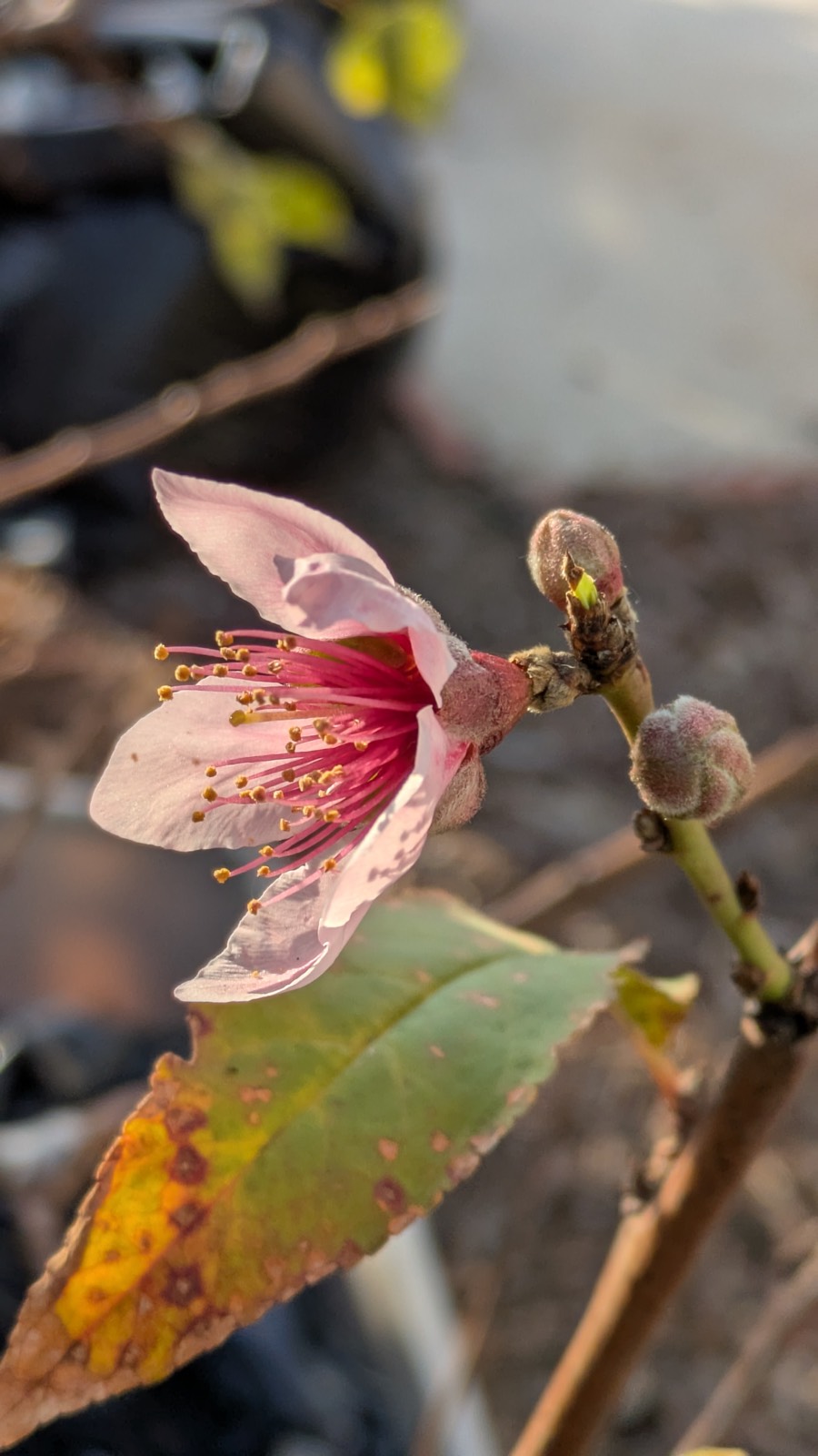Stone Fruit Blossom