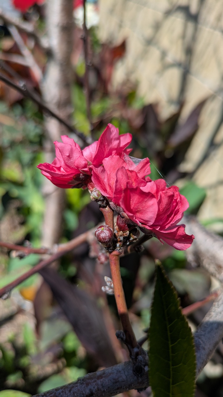 Stone Fruit Blossom