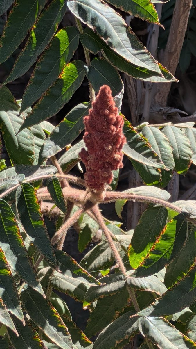 Sumac Spice, Murray Tour