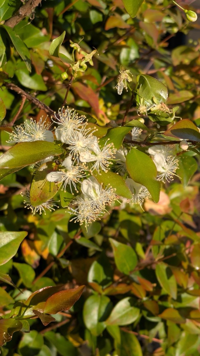 Surinam Cherry Flowers
