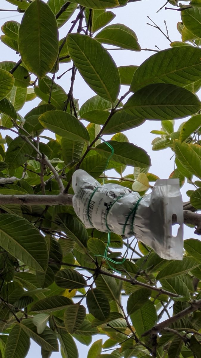 Taiwan Guava Air Layer