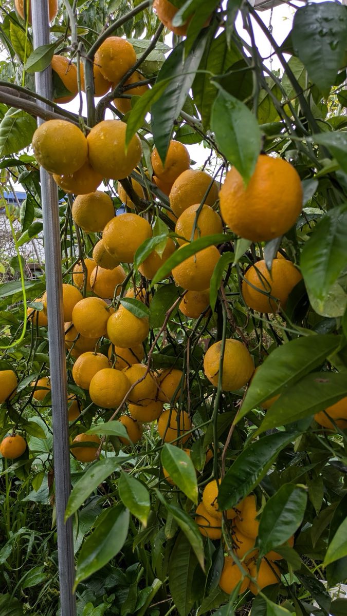 Tangerines Galore