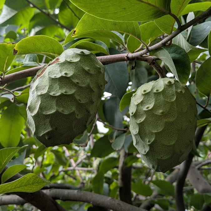 Booth Cherimoya (Jud Welcher)