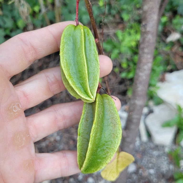 Carambola (Star Fruit)