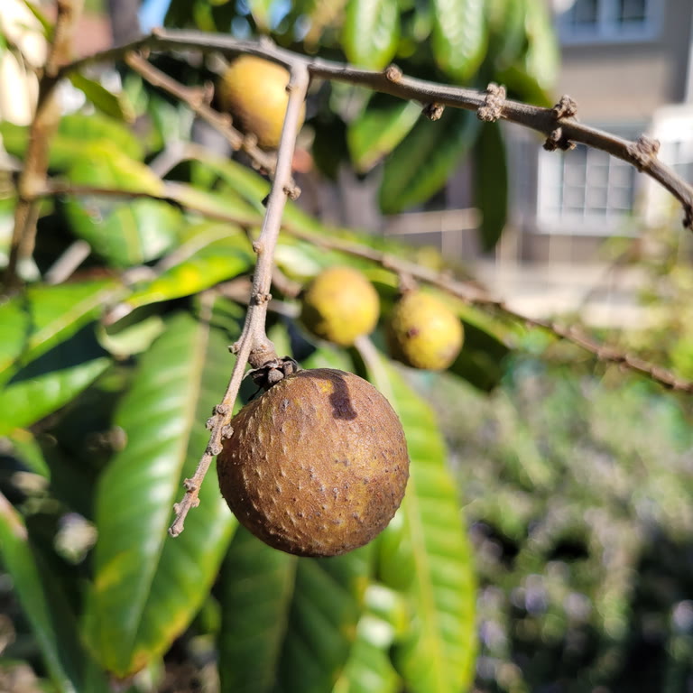 PV-grown Dragon Eye Longan