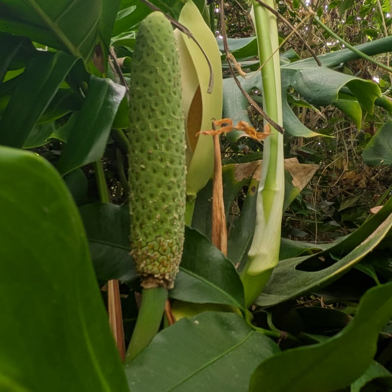 Monstera Fruit, Murray Tour