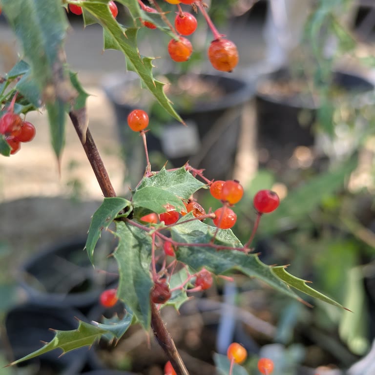Nevin's Barberry, Murray Tour