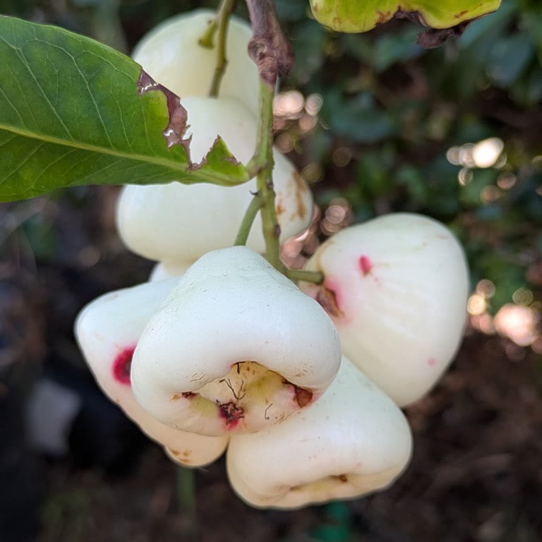 Wax Apple