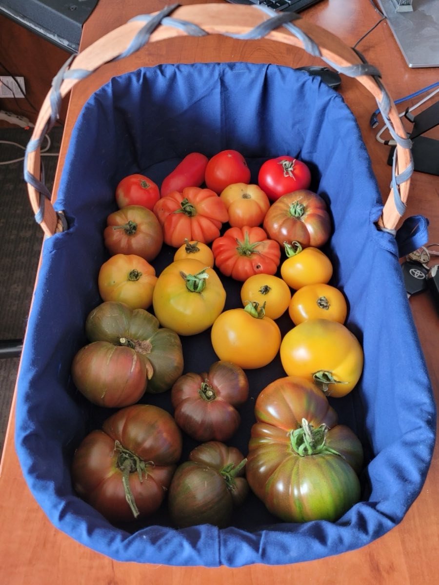 Tomatoes