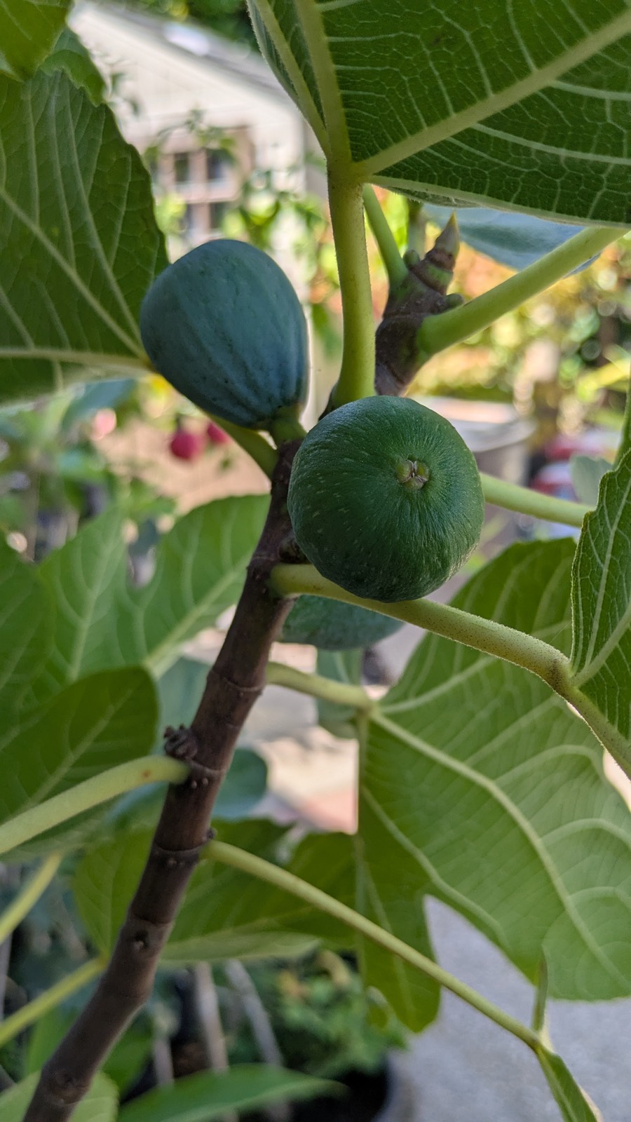 Turkey Fig