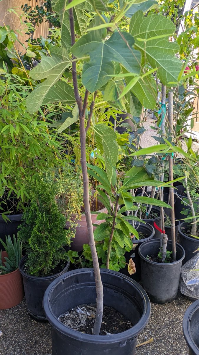 Turkey Fig in a Pot