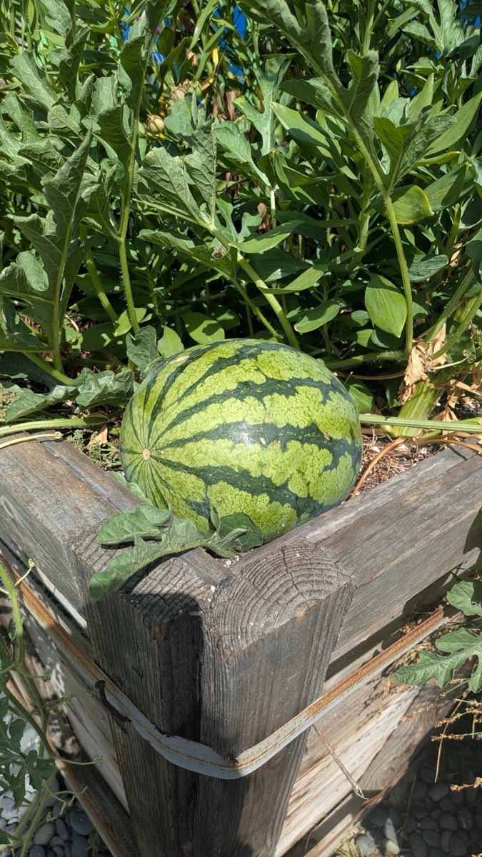 Potted Watermelon
