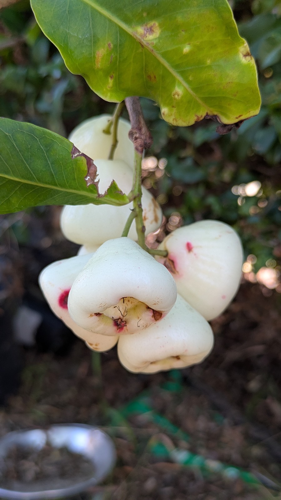 Wax Apple