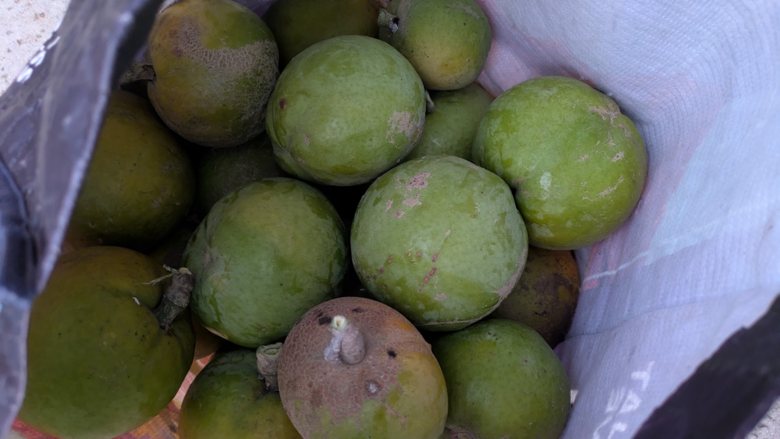 White Sapote