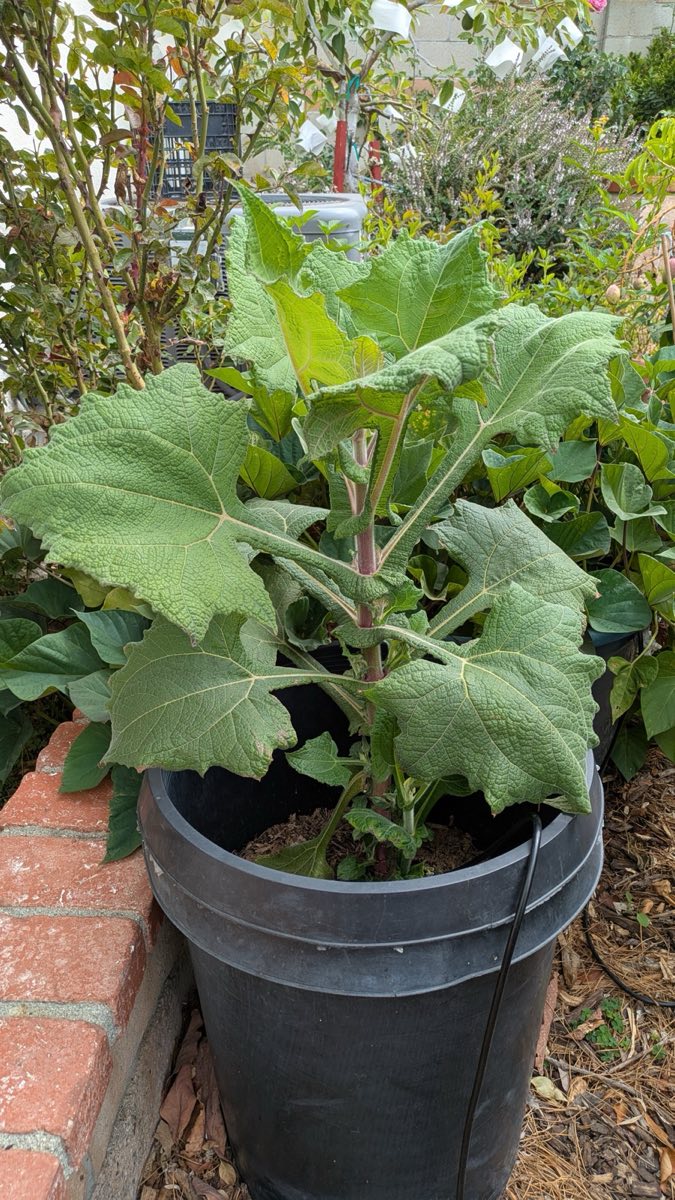 Yacon Tuber